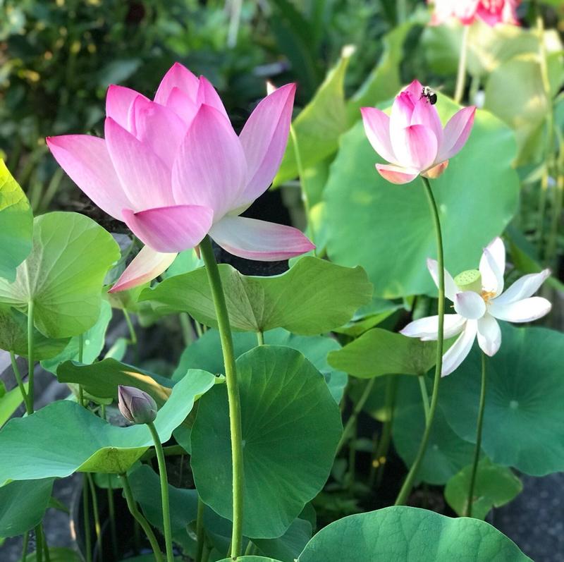 🌸 Transform Your Garden - 49% OFF - ✨Mixed Color Bonsai Bowl Lotus Seeds