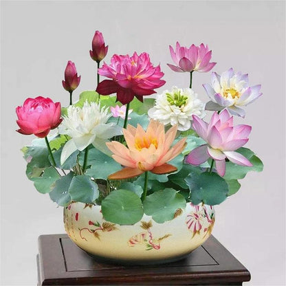 🌸 Transform Your Garden - 49% OFF - ✨Mixed Color Bonsai Bowl Lotus Seeds