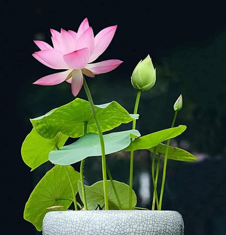 🌸 Transform Your Garden - 49% OFF - ✨Mixed Color Bonsai Bowl Lotus Seeds