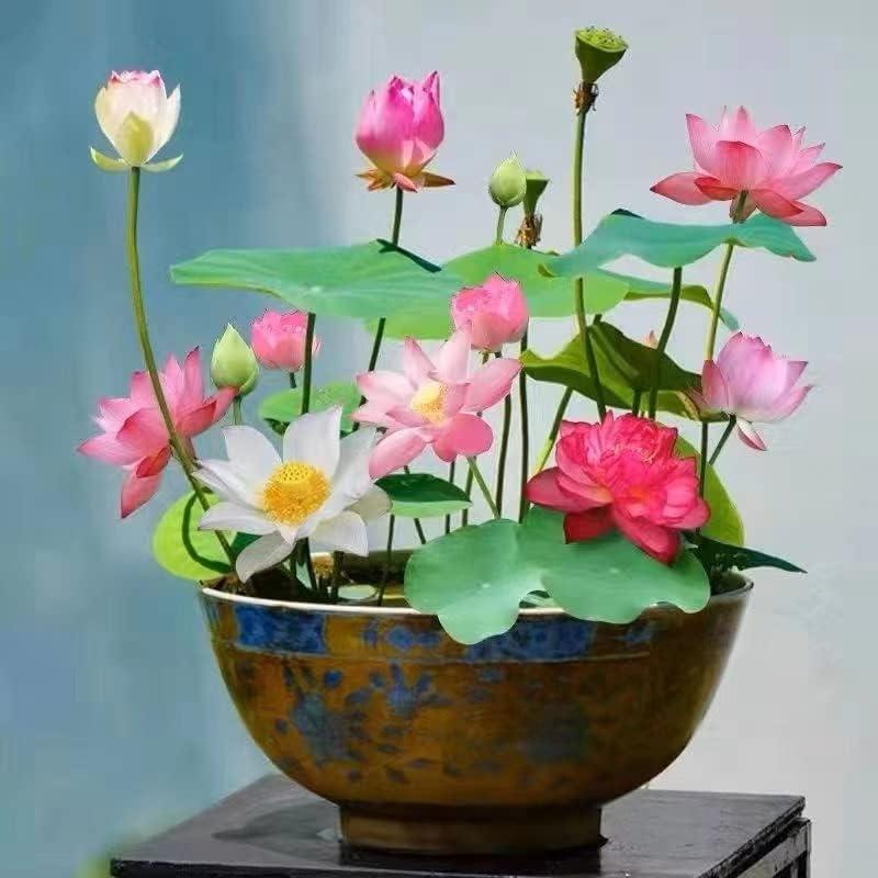 🌸 Transform Your Garden - 49% OFF - ✨Mixed Color Bonsai Bowl Lotus Seeds