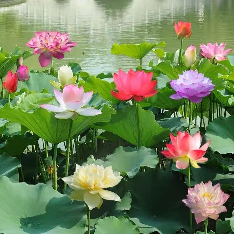 🌸 Transform Your Garden - 49% OFF - ✨Mixed Color Bonsai Bowl Lotus Seeds